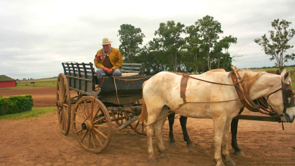 Man in horse drawn cart