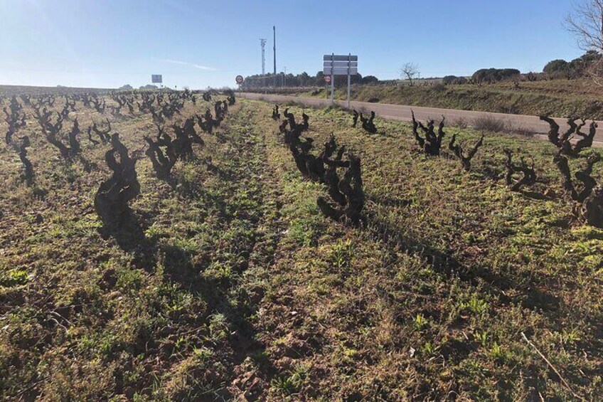 Ribera Del Duero 1 Day Wine Tour in English