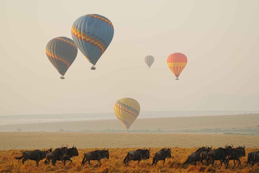 Picture 9 for Activity Wildlife Safari: 5-Day Maasai Mara, Lake Nakuru & Naivasha