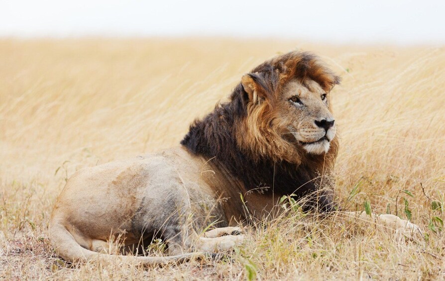 Picture 5 for Activity Wildlife Safari: 5-Day Maasai Mara, Lake Nakuru & Naivasha