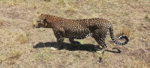 Safari animalier : 5 jours au Maasai Mara, au lac Nakuru et à Naivasha