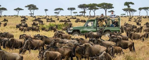 Safari económico de 6 días por Masai Mara, el lago Nakuru y Amboseli.
