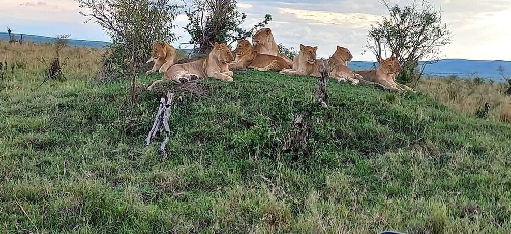 Picture 6 for Activity 6 Days Masai Mara, Lake Nakuru, and Amboseli Budget safari.