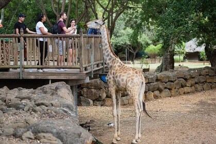 Wild Animals South West Tour : SAFARI JEEP CASELA PARK & LE MORNE