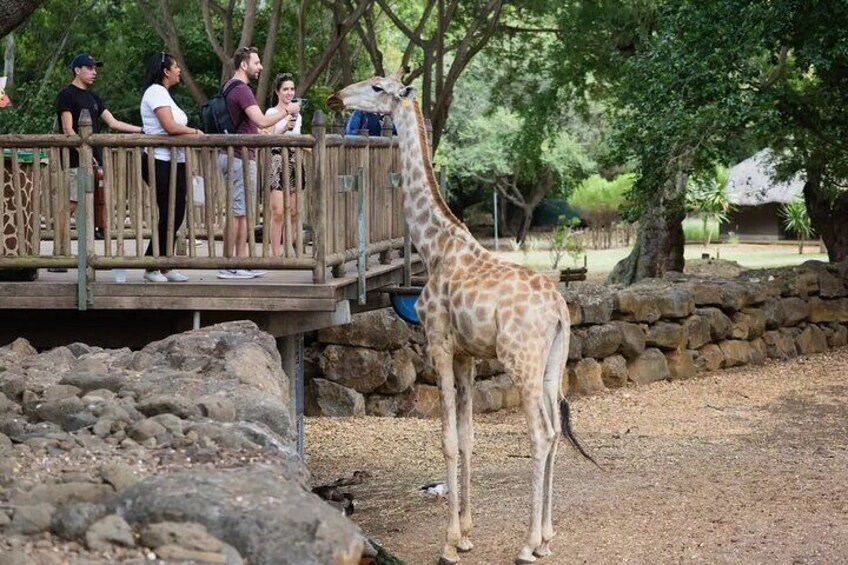 Animals roaming freely in the park