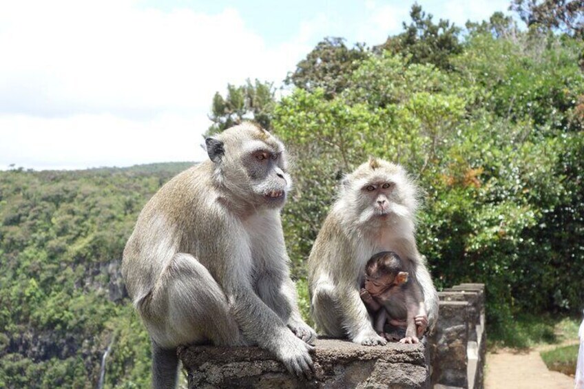 Wild Animals South West Tour : SAFARI JEEP CASELA PARK & LE MORNE