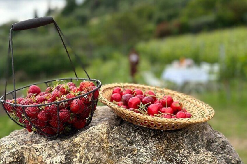 Dinner in the Vineyard French Riviera