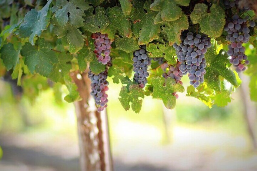 4 Hours Vineyard Dinner in French Riviera