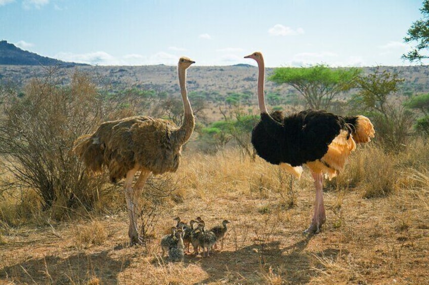 Beautiful huge Ostriches from Shai Hills 