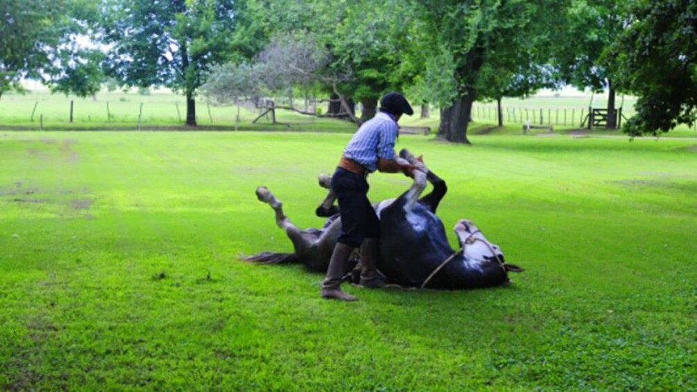 Man tickling a horse