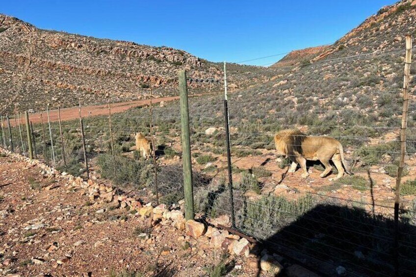 Big 5 Safari Aquila Full Day Private Return From Cape Town