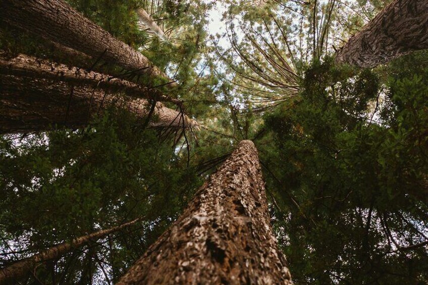 Yosemite National Park & Sequoias Private Tour from San Francisco