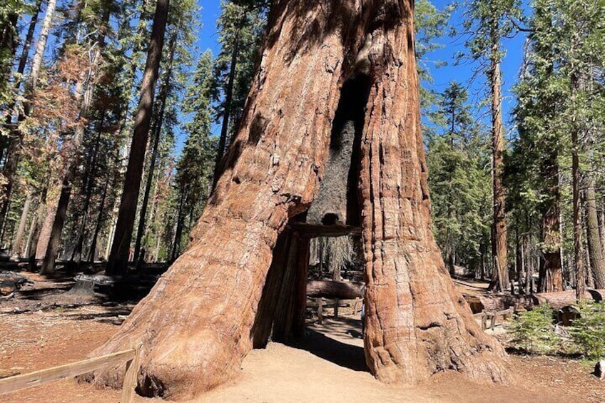 Yosemite, Sequoias, Glacier Point: From San Francisco Small Group