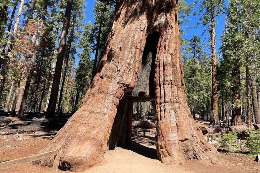 Yosemite, Sequoias, Glacier Point: From San Francisco Small Group