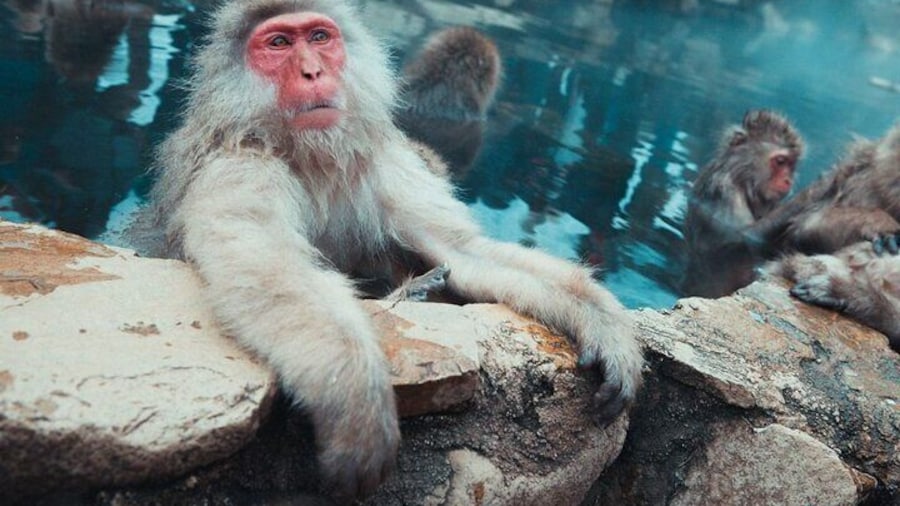 Private Snow Monkey Tour - Conveniently Resort Hop and Sightsee