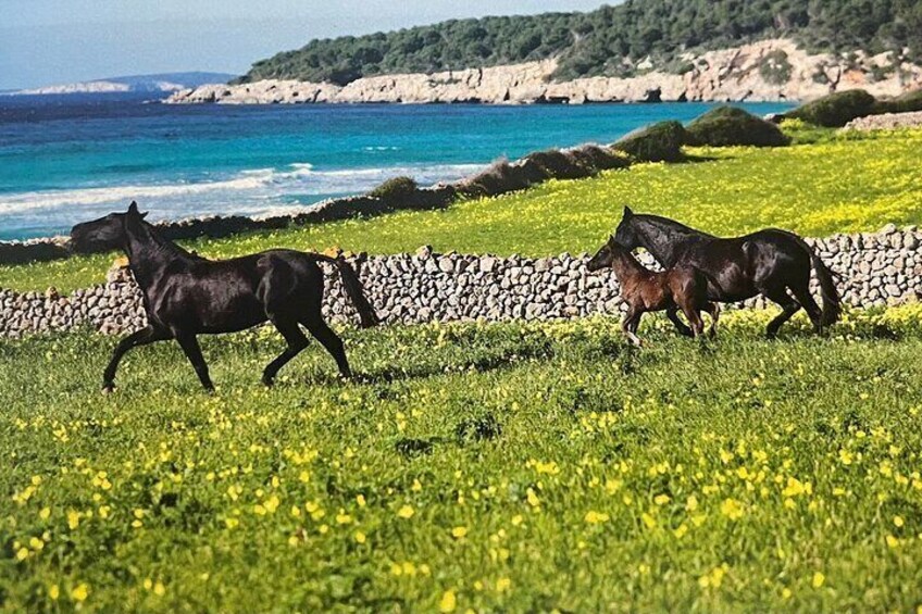 Horses Nature Park