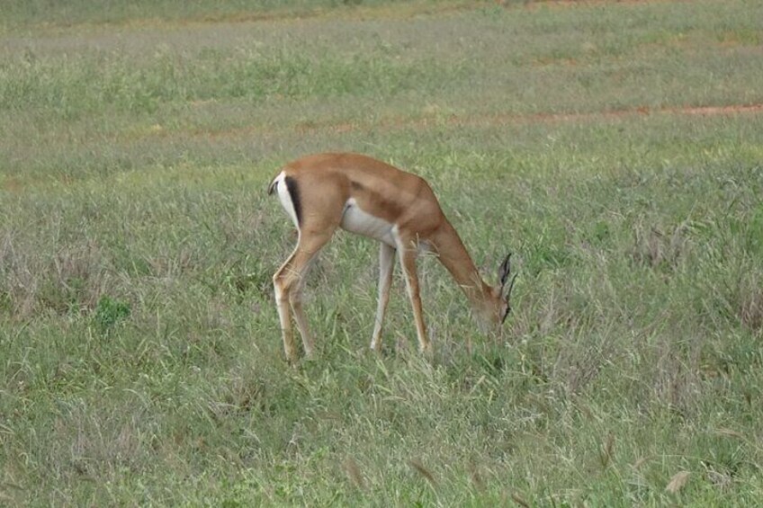 2 Days, 1 Night Tsavo East Safari - Expedition Happy Hour - Tsavo East - Diani - Viator - Tripadvisor - Best thing to do in