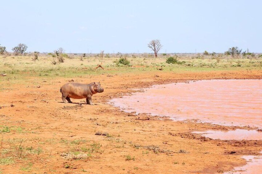 2 Days, 1 Night Tsavo East Safari - Expedition Happy Hour - Tsavo East - Diani - Viator - Tripadvisor - Best thing to do in