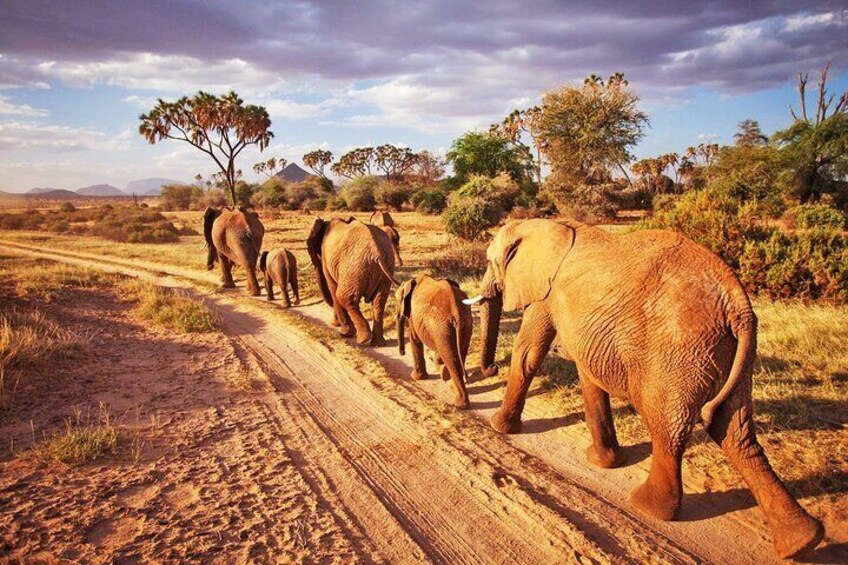 2 Days, 1 Night Tsavo East Safari - Expedition Happy Hour - Tsavo East - Diani - Viator - Tripadvisor - Best thing to do in