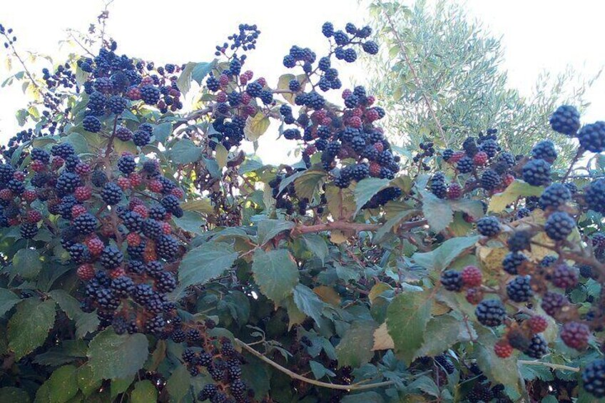 GASCULSIECA (Gastronomy and culture of the Sierra de Cádiz)