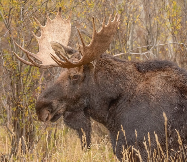 Show item 4 of 10. Grand Teton Small Group Wildlife Safari