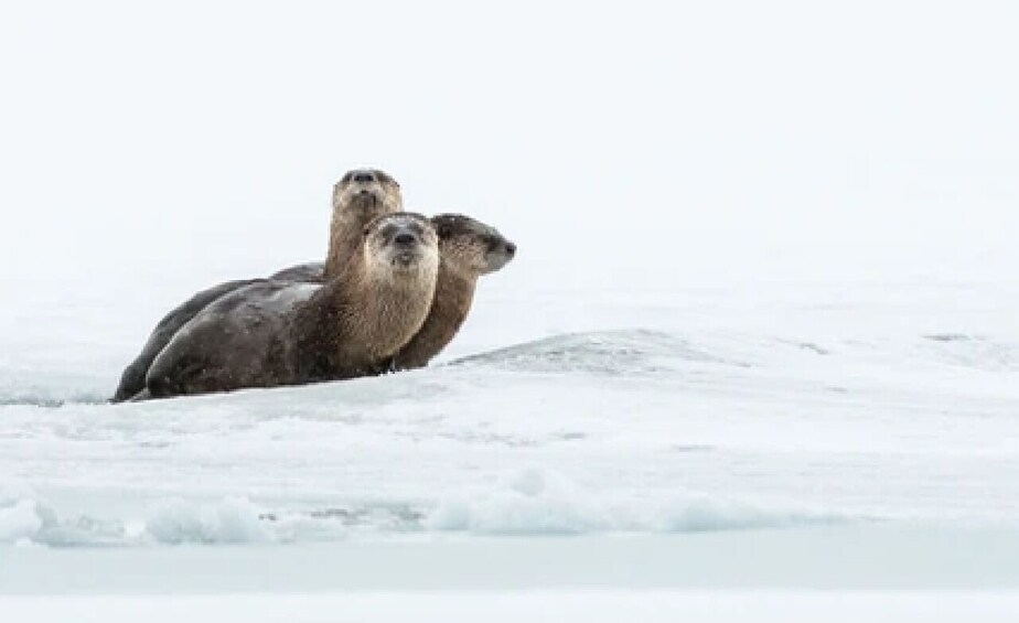 Grand Teton and National Elk Refuge Winter Wonderland Full Day Adventure