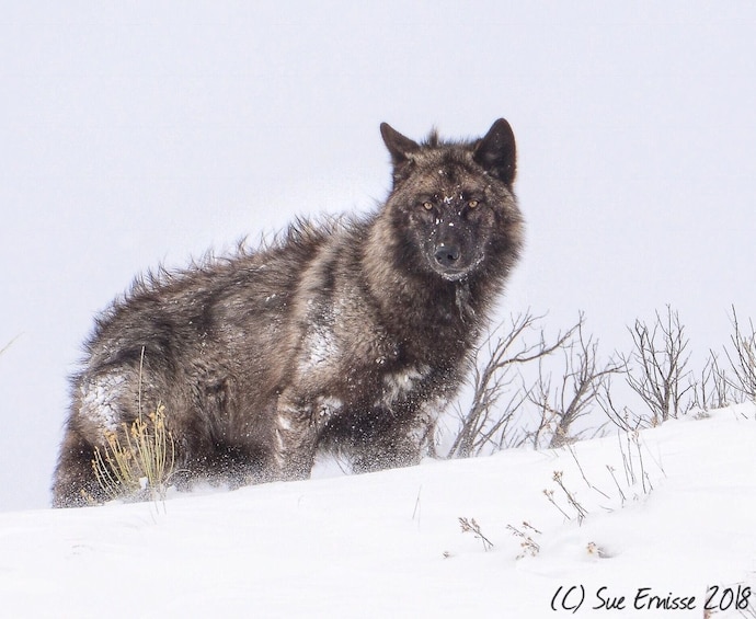 Show item 5 of 10. Grand Teton and National Elk Refuge Winter Day Trip