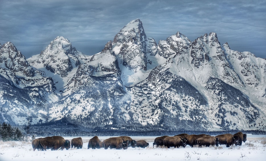 Show item 4 of 10. Grand Teton and National Elk Refuge Winter Day Trip
