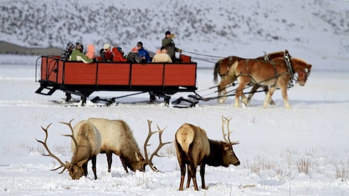 Grand Teton and National Elk Refuge Winter Wonderland Full Day Adventure