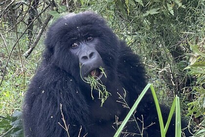 1 Day Guided Gorilla Trekking Safari Experience in Rwanda
