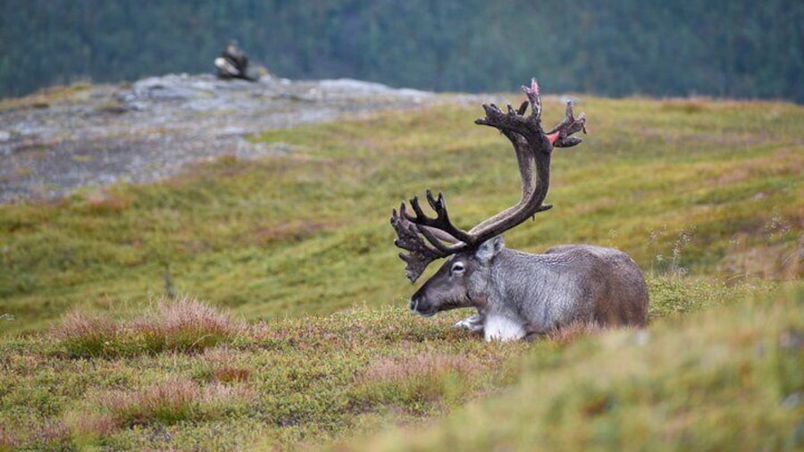 Arctic Wildlife and Fjord Sightseeing