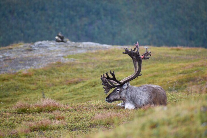 Half Day Arctic Fjord and Wildlife Safari Tour