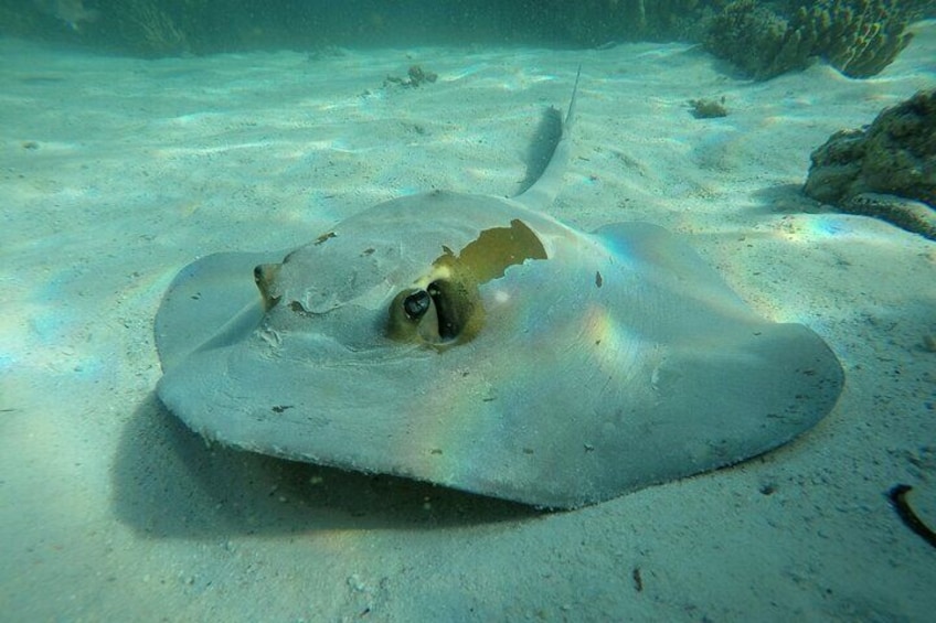 Feather tail Ray at Daymaniat Islands