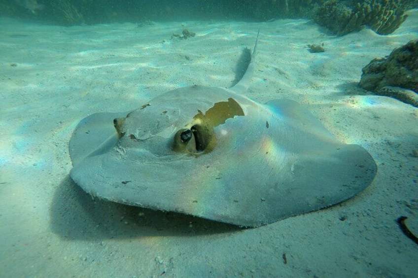 Feather tail Ray at Daymaniat Islands