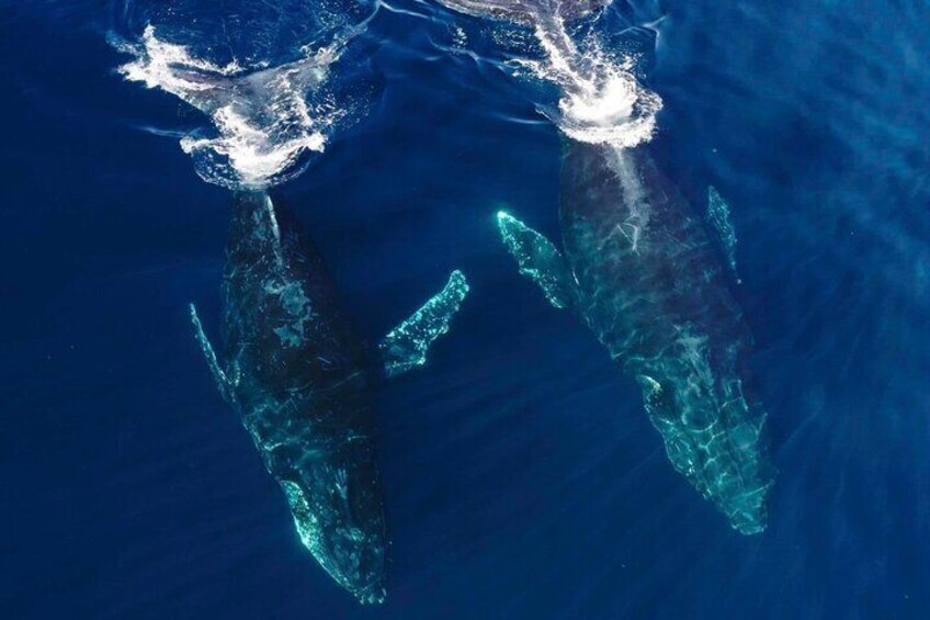 Humpback Whale Duo 
