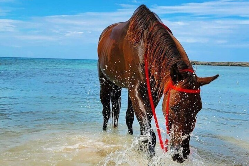 Horseback Riding from Montego Bay