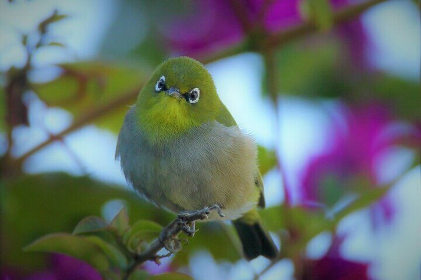 Hermanus & Overberg Birding