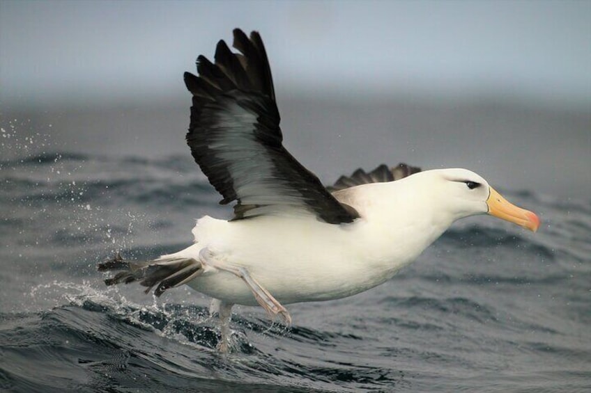 Hermanus & Overberg Birding