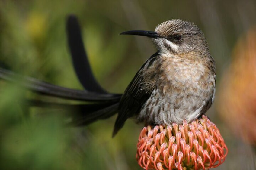 Hermanus & Overberg Birding