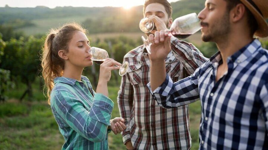 Veni vidi vino - the Freiburg wine hike