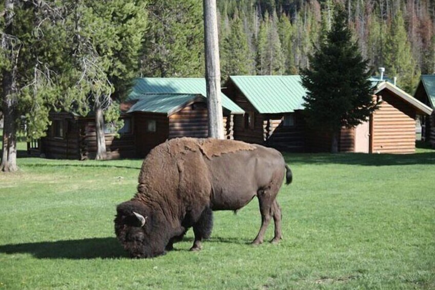 Salt Lake City Departure Yellowstone Park 3-day Panoramic Tour