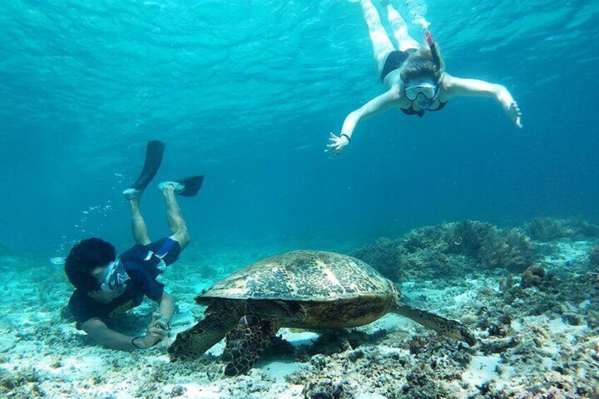 Snorkeling with Turtle