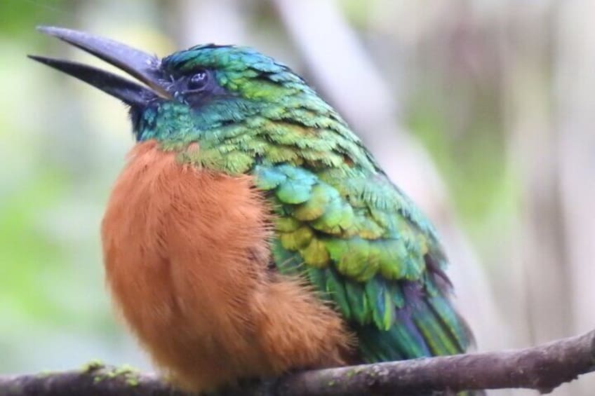 Great Jacamar
