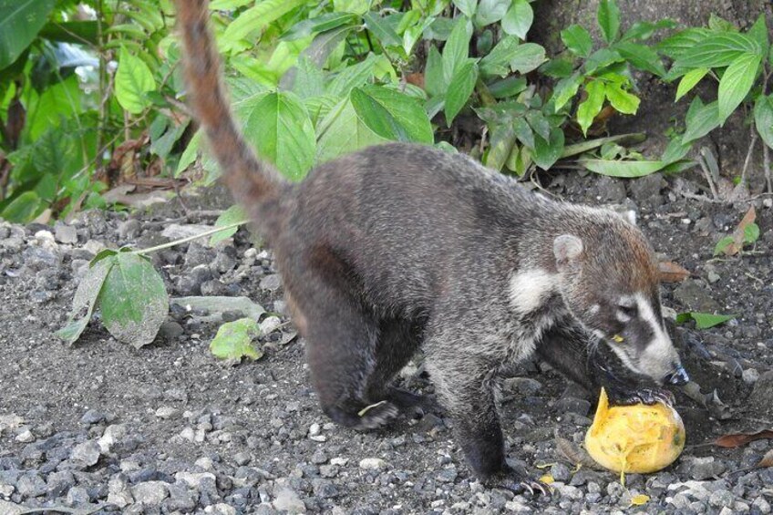 White-nosed Coati