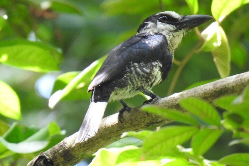 White-necked Puffbird