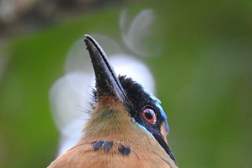 Whooping Motmot