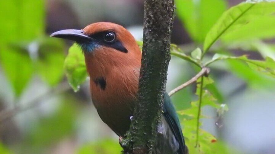 Broad-billed Motmot