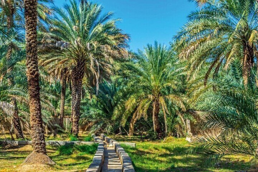 Al Ain Oasis Tour with Pickup and Drop off