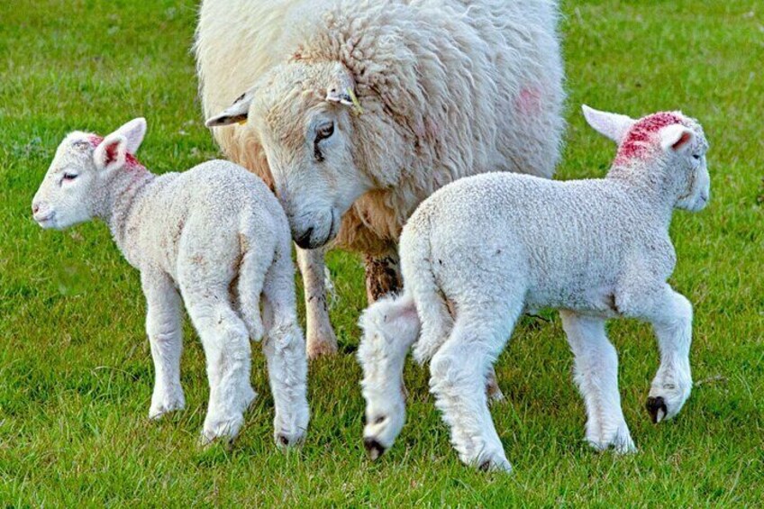 Baby lambs frolicking with their watchful mother.