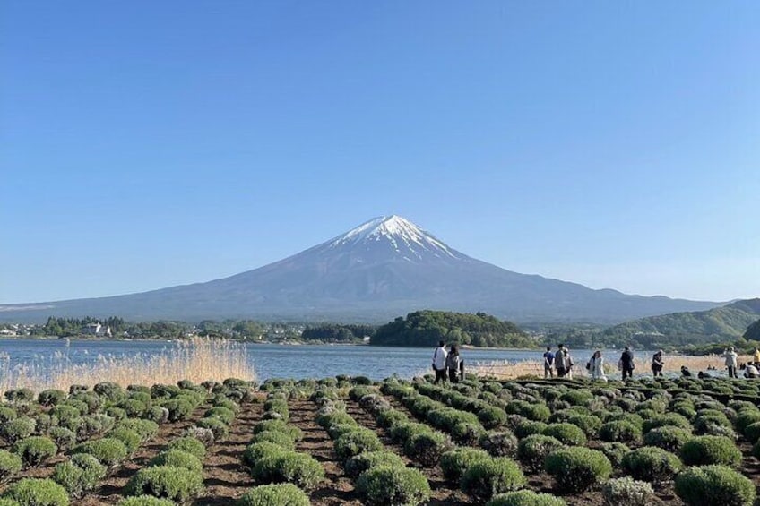 Full Day Private Guided Tour in Mount Fuji and Hakone
